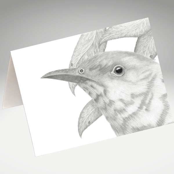 Shining Cuckoo artwork by Tricia Hewlett on a greeting card.