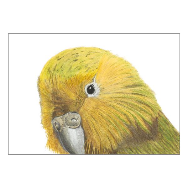 Kakapo in Colour Artwork by Tricia Hewlett