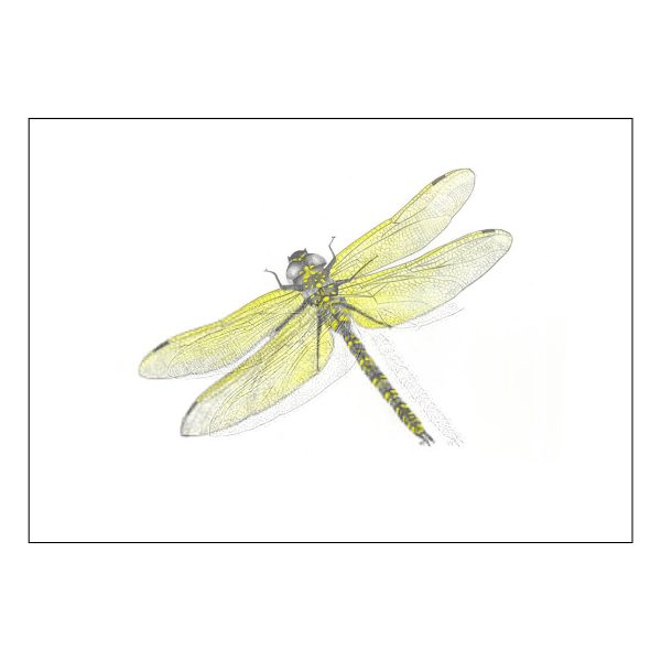 Giant Dragonfly in Colour Artwork by Tricia Hewlett