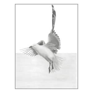 Seagull - Graphite drawing of Seagull in flight by Tricia Hewlett