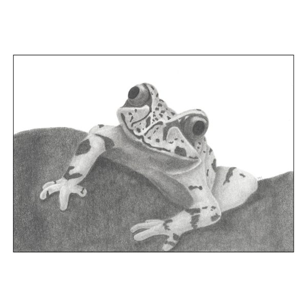 Hamiltons Frog Artwork by Tricia Hewlett