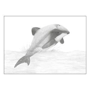 Hectors Dolphin Artwork by Tricia Hewlett