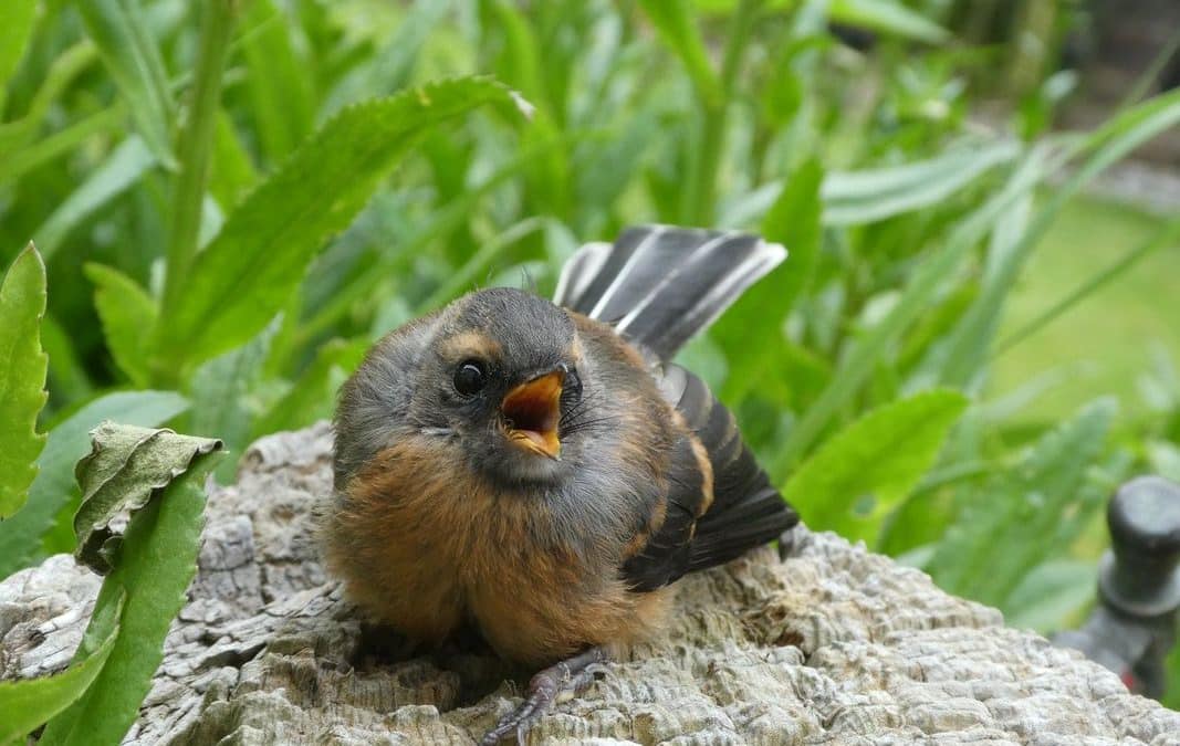 Birds are busy