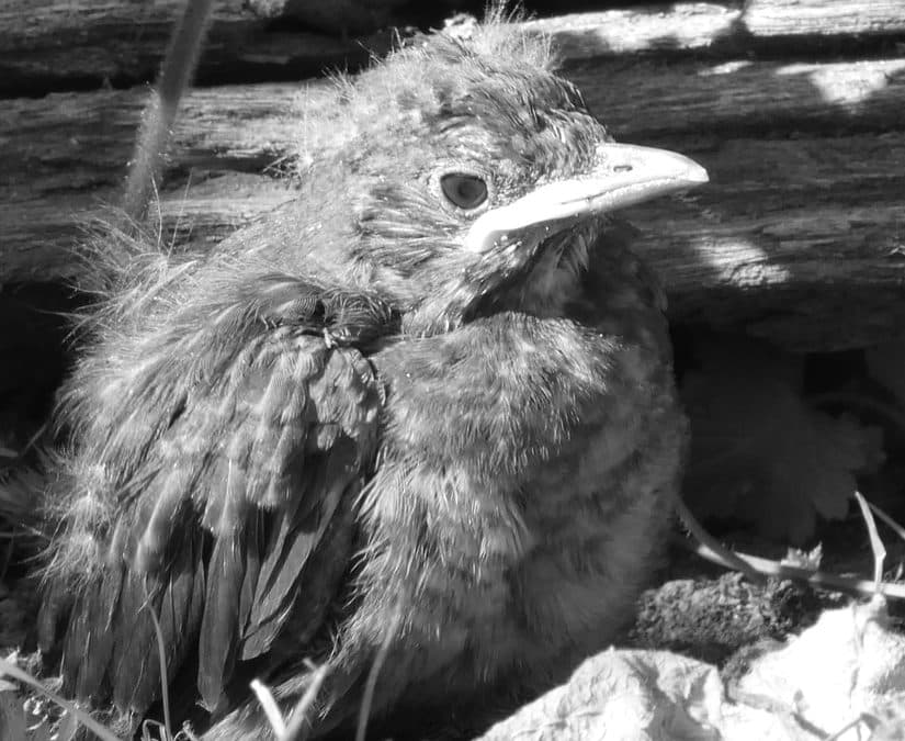 Blackbird fledging