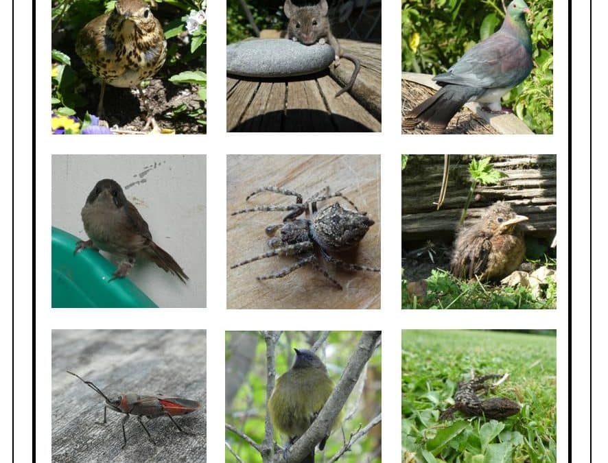 Collage of critter photos