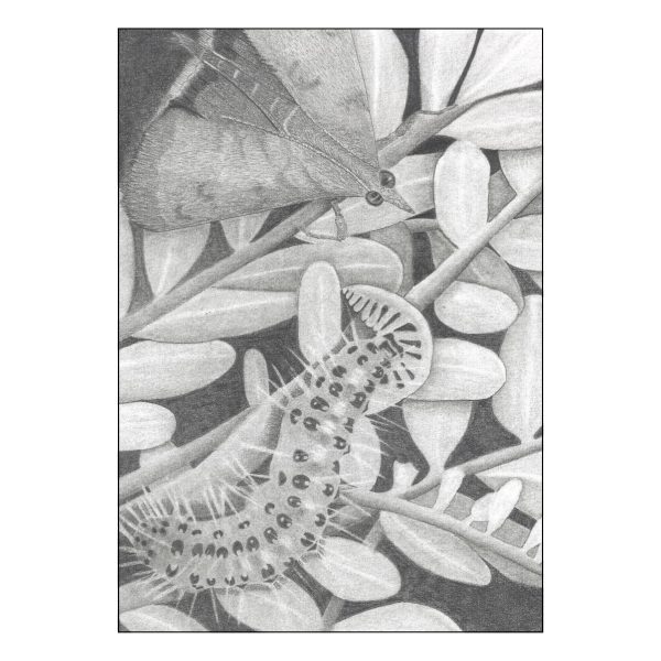 Kowhai Moth & Caterpillar Artwork by Tricia Hewlett