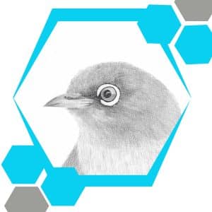 Graphite Silvereye drawing